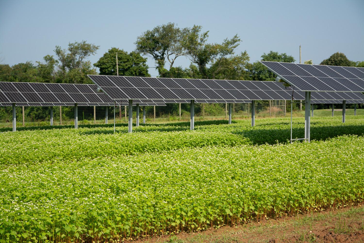 farma solarna na gruntach rolnych teren z panelami fotowoltaicznymi na polu uprawnym